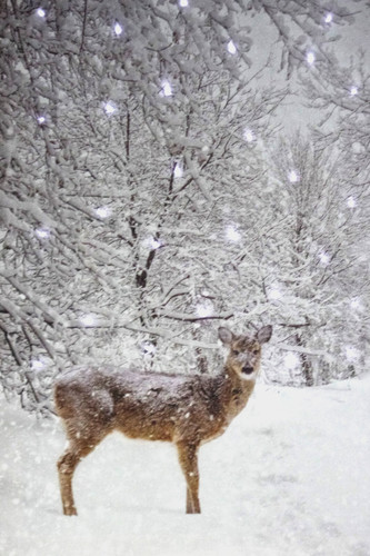 Led bild reh - reh, winterlandschaft